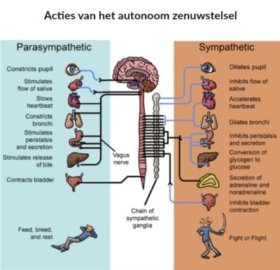 Autonoom Zenuwstelsel Centraal Bij Vitaliteit - Bimu Shiatsu Massage ...